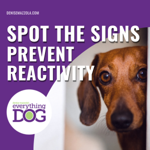 Discover How Reading Your Dog's Body Language Can prevent reactivity and aggression quickly