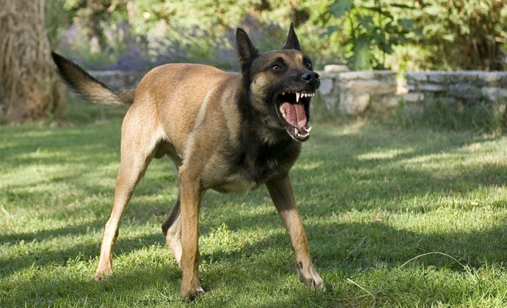 German Shepherd dog snarls