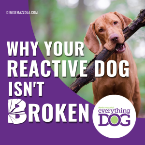 Why Your Reactive Dog Isn't "Broken"; Why Genetics May Be the Missing Piece in Your Reactive Dog's Training
