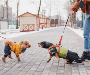 aggressive puppy biting