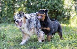 body language with dogs