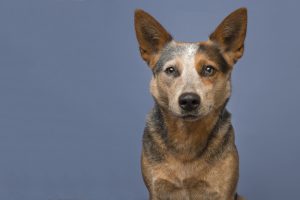 canine obedience training