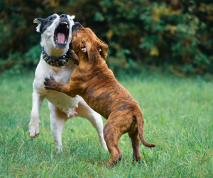 dog training for aggressive behavior
