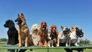 doggy daycare for reactive dogs