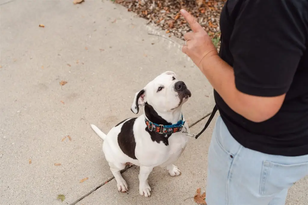 how to train a reactive dog