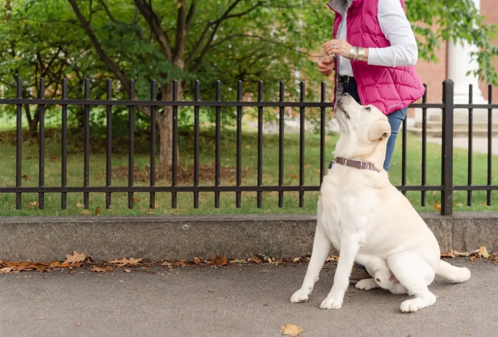 reactive dog training