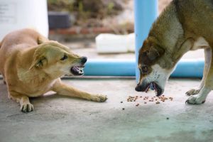 food aggression in dogs