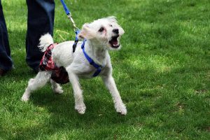 how to socialize a reactive dog