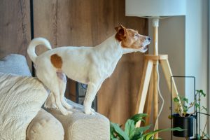 how to stop a reactive dog from barking