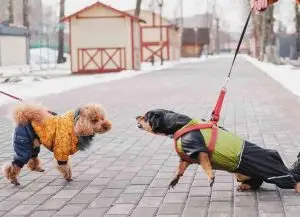 how to stop reactive barking