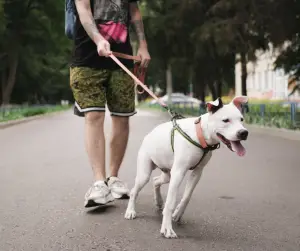 leash reactive dog