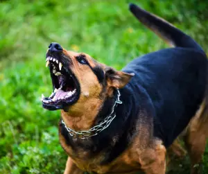 obedience training for aggressive dogs