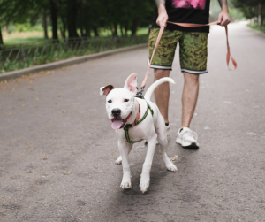 Reactive dog disengaging from a trigger on cue